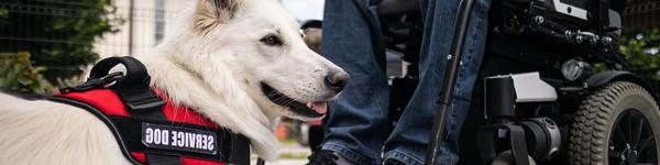 Man in wheel chair with a service dog.